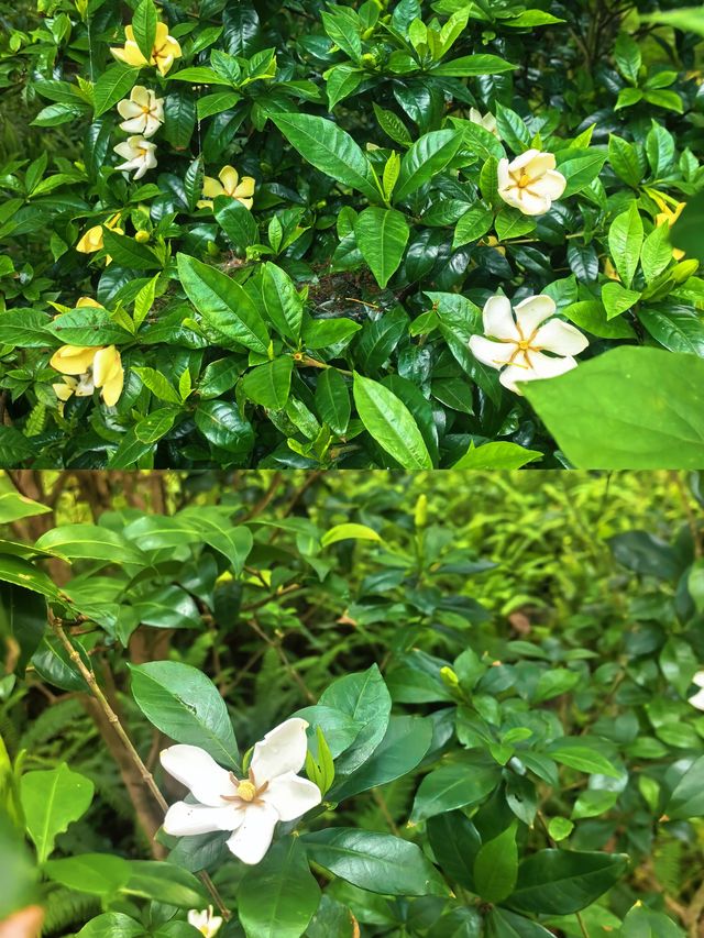 普陀山 | 從竹香居出發嘅禪意漫遊