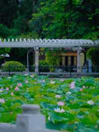 🪷 廣州夏日限定｜螺湧公園荷花拍照全攻略