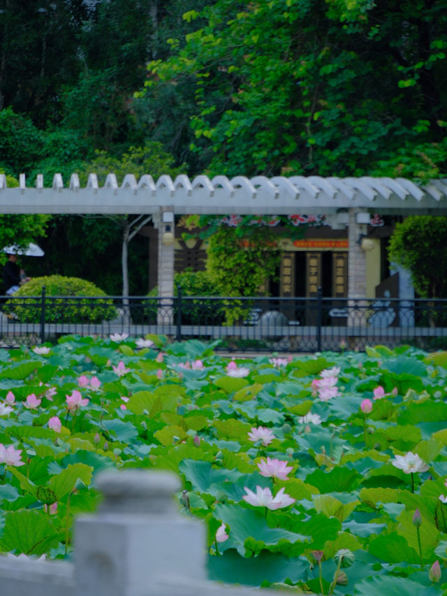 🪷 廣州夏日限定｜螺湧公園荷花拍照全攻略