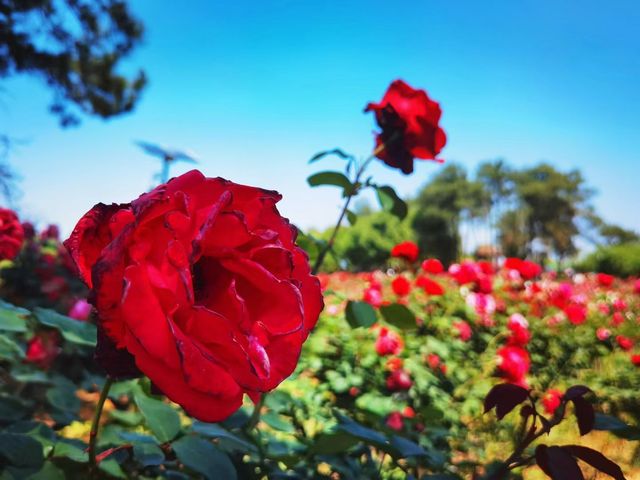 闖入莫奈花園！南京溧水玫瑰園美到癲