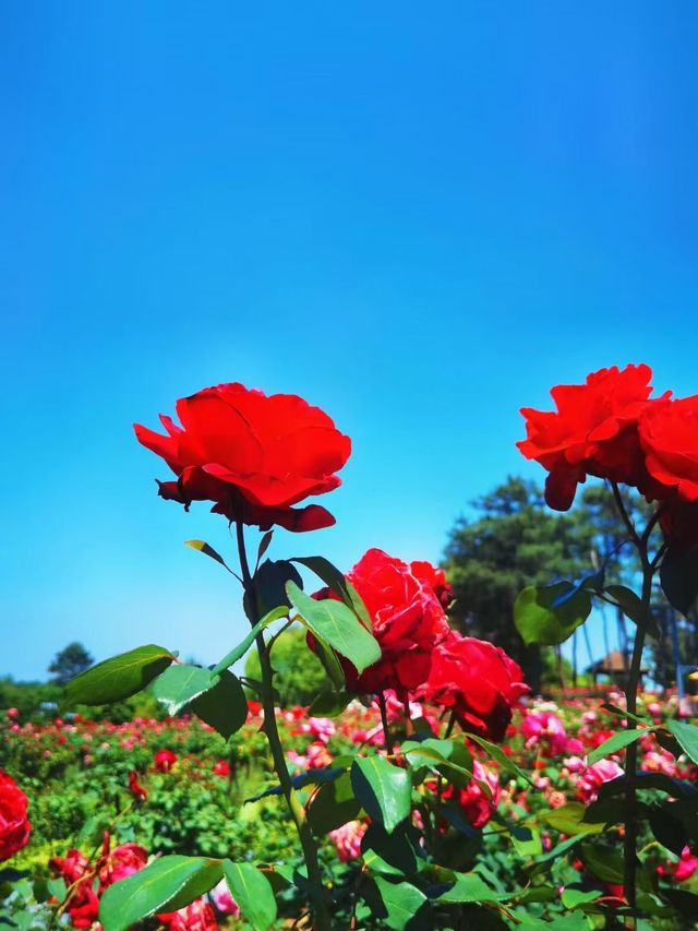 闖入莫奈花園！南京溧水玫瑰園美到癲