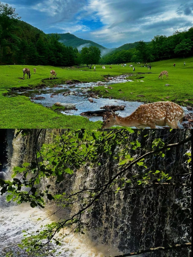 林都伊春：小興安嶺嘅綠色呼吸