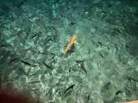 Favorite Spot in the Maldives: Constance Moofushi