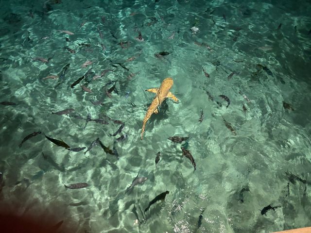 Favorite Spot in the Maldives: Constance Moofushi