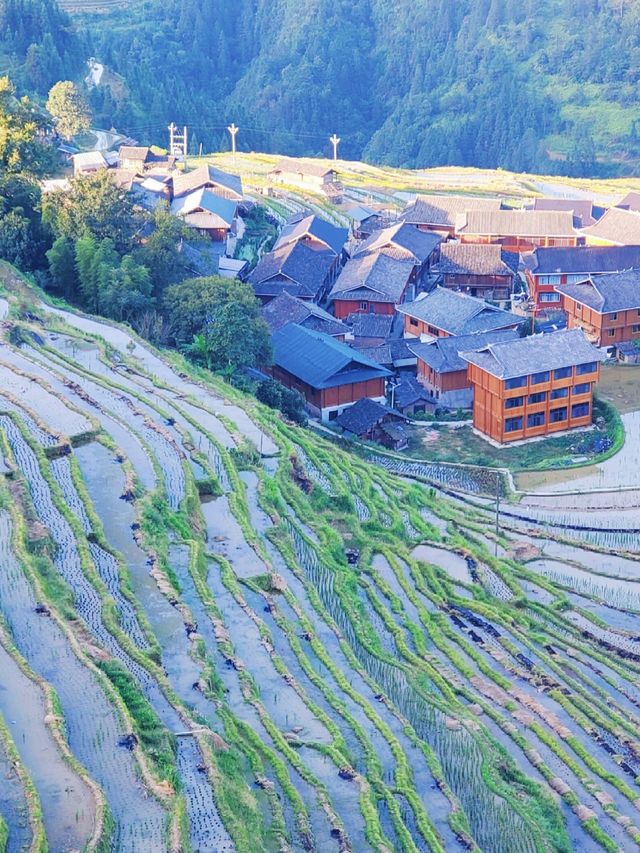 貴州秘境｜加榜梯田2025最新旅行攻略比龍脊更早金黃！