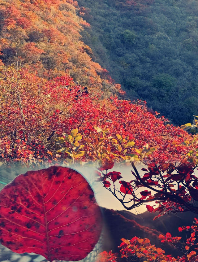北京私藏賞楓王炸地！拒絕擠香山！免費40分鐘登頂！