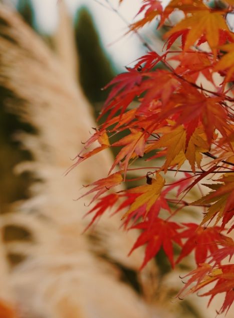 百里杜鵑秋日美景正當時