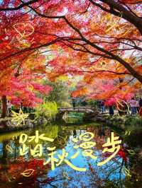 深秋限定上海小京都秋霞圃賞楓攻略來啦！