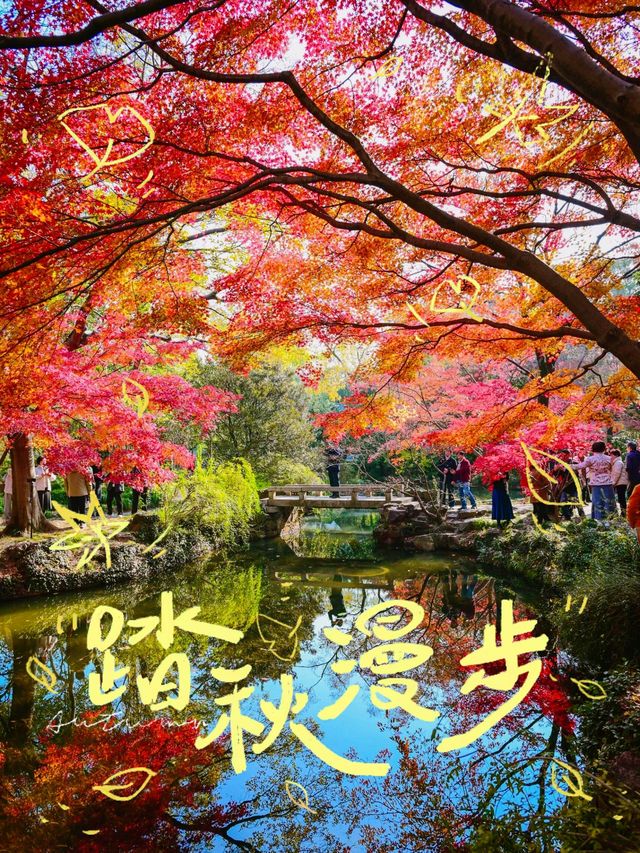 深秋限定上海小京都秋霞圃賞楓攻略來啦！