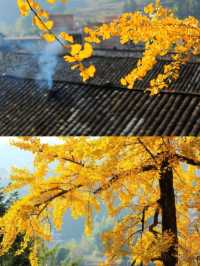 廣東賞秋天花板！11月去韶關帽子峰，邂逅金色浪漫