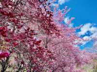 🌸 武陵農場櫻花季｜一場春天限定的粉紅盛宴