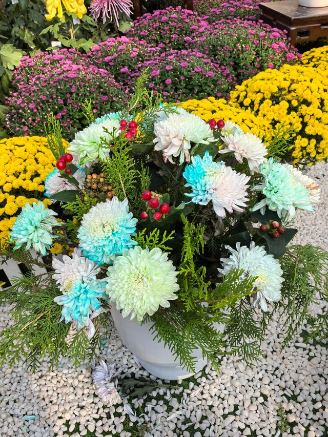 開封賞菊攻略2025年絕美菊花盛宴速來打卡！