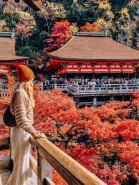秋日京都物語，紅葉季也太美了
