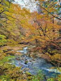 十萬畝紅葉漫山遍野，秦嶺的秋日盛宴正當時