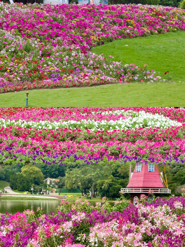 廣州 我宣佈這才是真正的花城! 廣州 我宣佈這才是真正的花城!