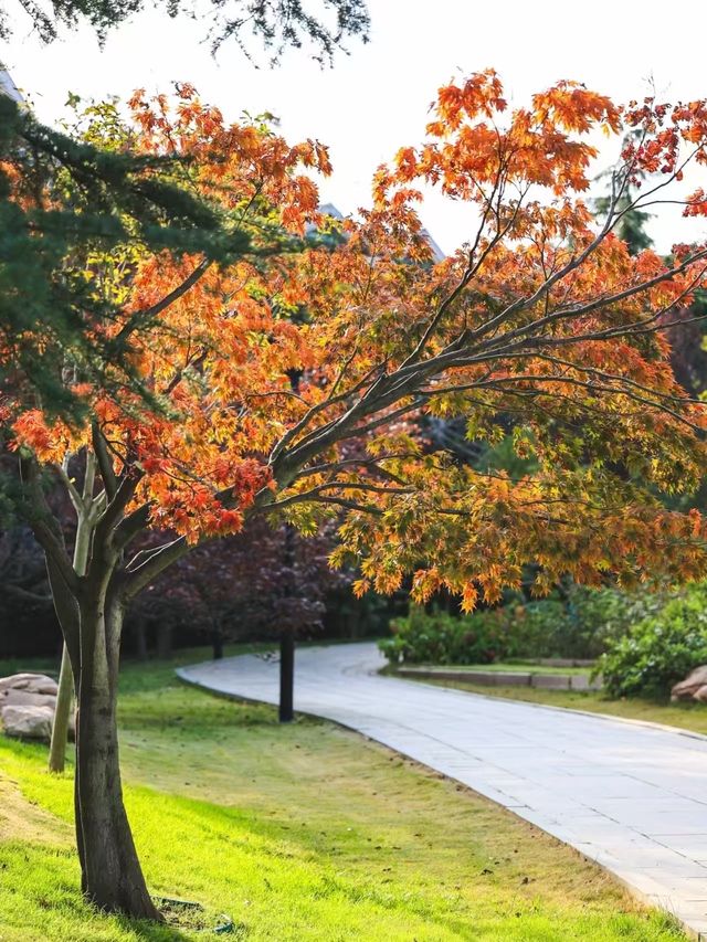 崂山北九水一日遊！保姆級路線收好