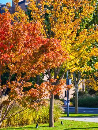 Stop crowding the South Coast! The autumn on Anaya North Coast is the hidden ultimate healing experience