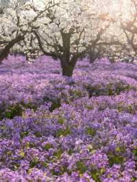 三臺山梨蘭會，浪漫的天花板！
