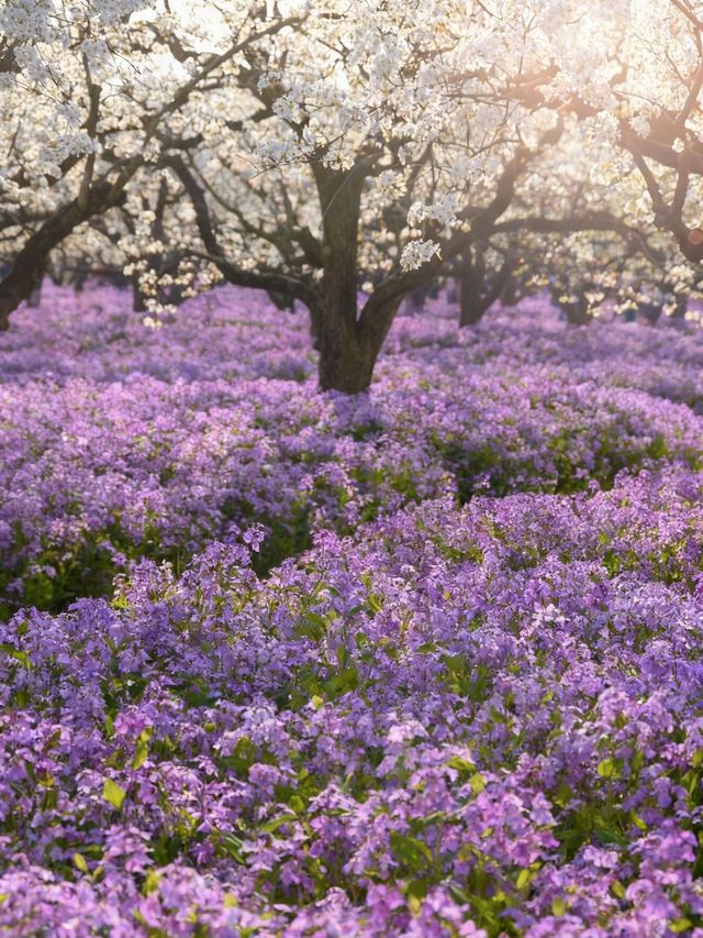 三臺山梨蘭會，浪漫的天花板！