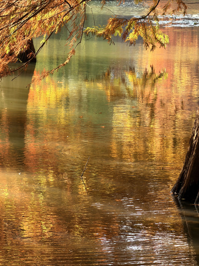 燕雀湖+明孝陵隱藏路線！99%人不知道的絕美秘境