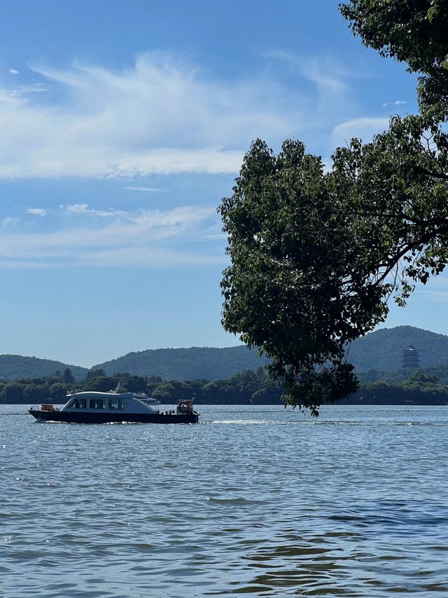 西湖隱世古樹治癒指南