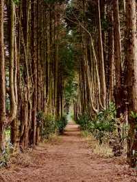 Jeju Photo Secrets: 7 Hidden Gems for Jaw-Dropping Shots!