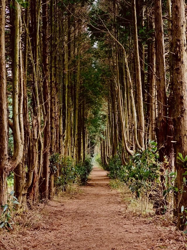 Jeju Photo Secrets: 7 Hidden Gems for Jaw-Dropping Shots! Jeju Photo Secrets: 7 Hidden Gems for Jaw-Dropping Shots!