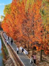 “塞納河”畔曬太陽