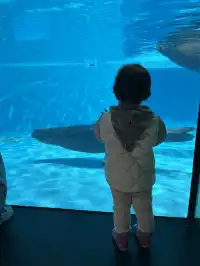 天津海洋極地公園｜必看四大海洋秀