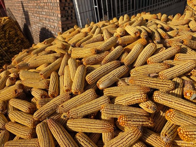 datong clay forest! datong clay forest!