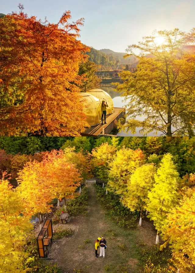 闖入嶺南的金色童話!落羽杉觀賞期已至 闖入嶺南的金色童話!落羽杉觀賞期已至