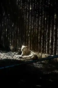 |重慶  樂山出發體驗感拉滿的一個動物園
