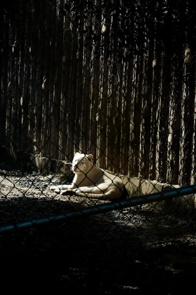 |重慶  樂山出發體驗感拉滿的一個動物園
