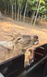 帶娃衝太湖龍之夢！2天1夜超爽