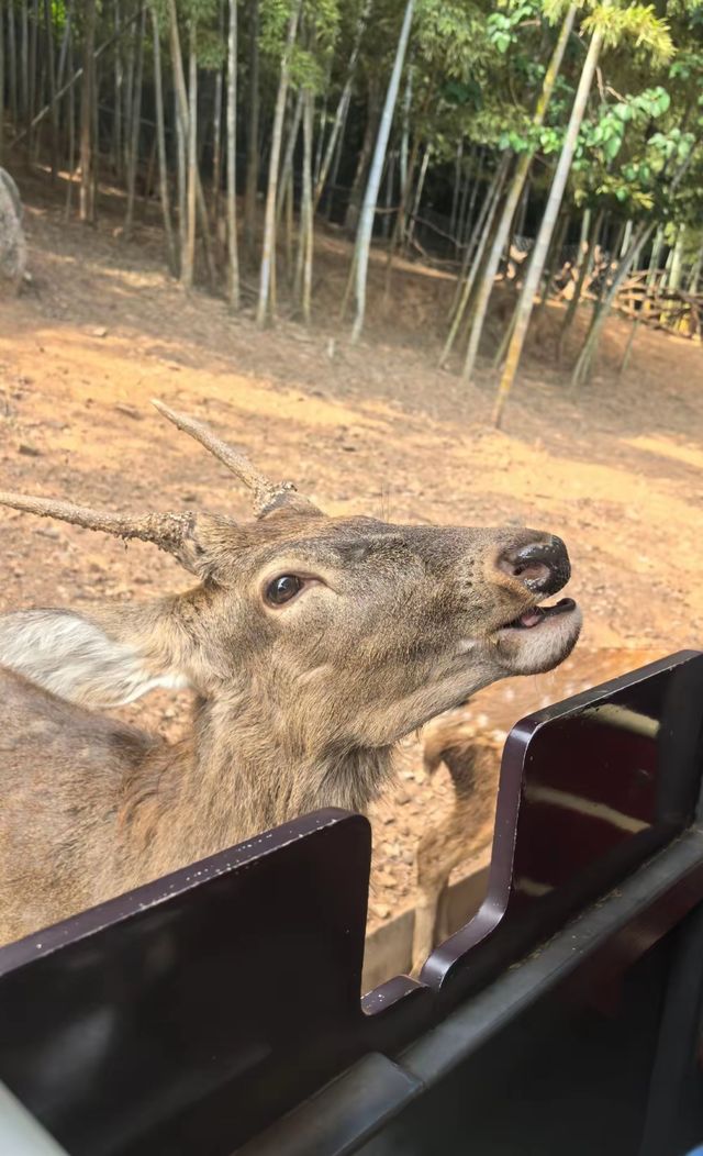 帶娃衝太湖龍之夢！2天1夜超爽