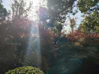 上海共青森林公園|秋日限定浪漫被我發現了