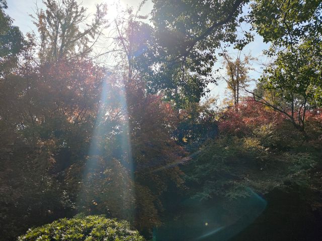 上海共青森林公園|秋日限定浪漫被我發現了 上海共青森林公園|秋日限定浪漫被我發現了