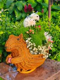 12月去南寧青秀山保姆級攻略