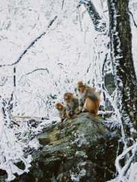 江西降溫了，又想念廬山的雪了|||作為南方人，從小對雪就