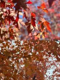 0元get秋日電影感上海金山楓葉島美到犯規