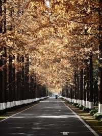 12月限定水杉紅海