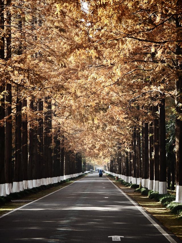 12月限定水杉紅海 12月限定水杉紅海