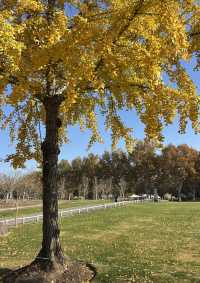 被銀杏包裹的初冬