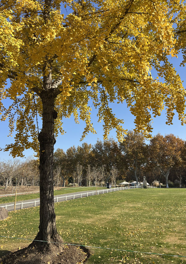 被銀杏包裹的初冬 被銀杏包裹的初冬