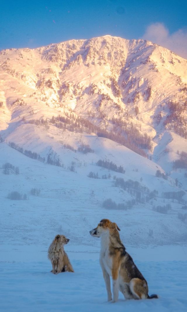 實拍新疆阿勒泰，人生一定要帶愛的人去一次