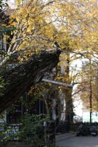 初冬念想｜在翁家花園邂逅一場銀杏雨下的時光靜止
