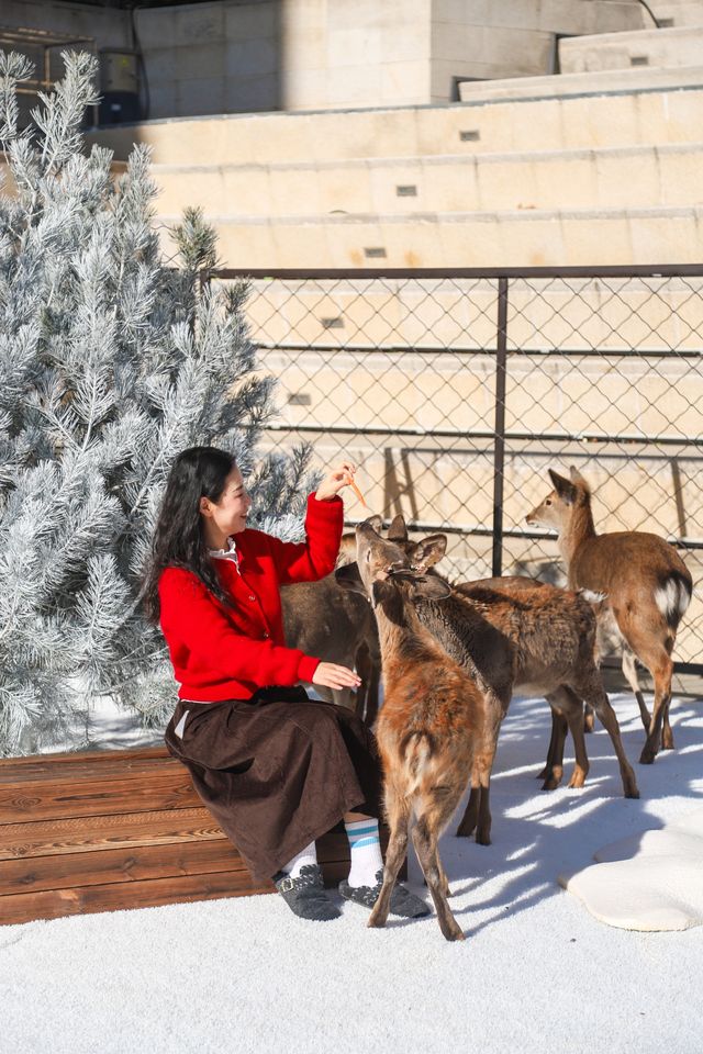 不出青島也能在 雪凇下和小鹿貼貼 不出青島也能在 雪凇下和小鹿貼貼