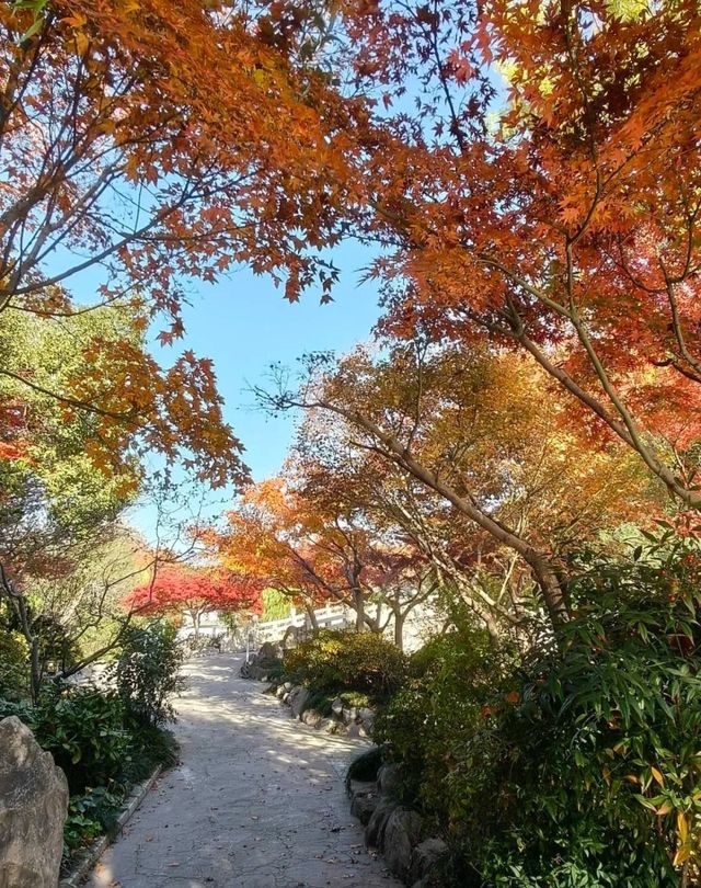 上海絕美紅葉秘境長風公園的秋天也太犯規了吧！