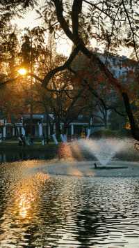 深秋限定合肥逍遙津的絕美金色童話