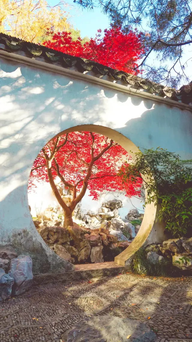 Yipu Red Maple Beauty That Moves You to Forever Submit to the Ancestors' Chinese Aesthetics
